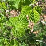 Rubus idaeus पत्ता