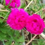 Portulaca pilosaFlors