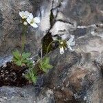 Draba dubia Hábito