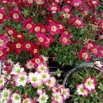 Saxifraga rosacea Blomst