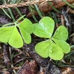 Oxalis acetosella Leht