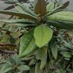 Rhododendron arboreum Leaf