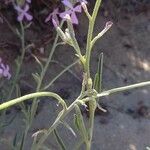 Matthiola sinuata Ffrwyth