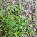 Stellaria apetala Leaf