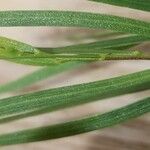 Acacia cognata Fuelha