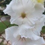 Gladiolus communisFlower