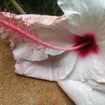 Hibiscus rosa-sinensisBlomma