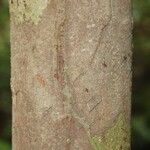 Iryanthera hostmannii 樹皮