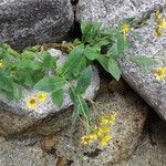 Doronicum corsicum Folha