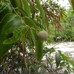 Mabea paniculata Φρούτο