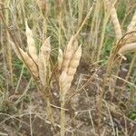 Lupinus albus Fruit