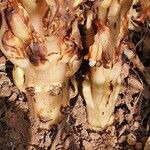 Cistanche tubulosa Rinde