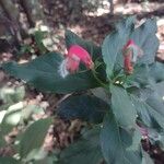 Centropogon cornutus Flower