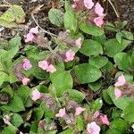 Pulmonaria obscura Hábito