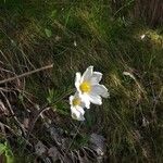 Anemone baldensis Květ