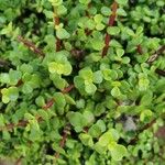 Portulacaria afra ഇല