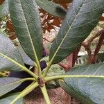 Rhododendron kaempferi x Rhododendron kiusianum