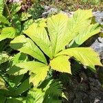 Rodgersia aesculifolia Foglia