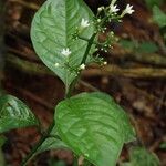 Chassalia pteropetala Leaf