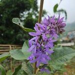 Petrea volubilis Flor