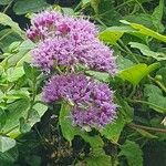 Vernonia brachycalyx Blomma