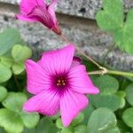 Oxalis brasiliensis