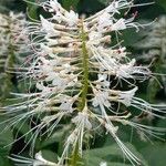Aesculus parviflora Blodyn