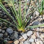 Yucca elata Blad