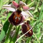 Ophrys exaltata Kvet