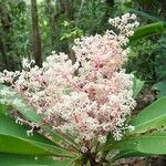 Tapeinosperma scrobiculatum Blüte