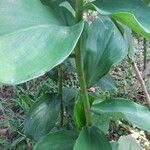 Costus spicatus Plante entière