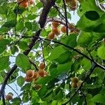 Prunus armeniaca ഇല