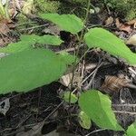 Circaea canadensis Yaprak