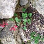 Salvia roemeriana Hábito