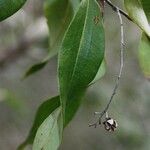 Agarista salicifolia Leaf