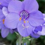 Polemonium caeruleumफूल