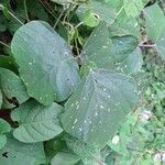 Neustanthus phaseoloides पत्ता