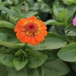 Zinnia elegansFlower