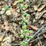 Epipactis microphylla Flower