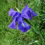 Iris latifolia Bloem
