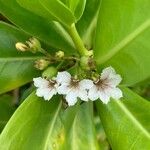 Scaevola taccada फूल
