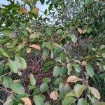 Viburnum prunifolium ᱮᱴᱟᱜ