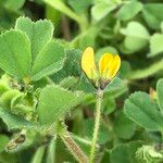 Medicago rigidula Цвят