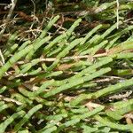 Salicornia europaea Blatt