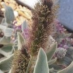 Lagurus ovatus Květ