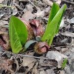 Symplocarpus foetidus Hoja