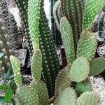 Opuntia microdasys Ŝelo