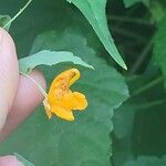 Impatiens capensis Λουλούδι