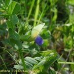 Vicia laeta 花