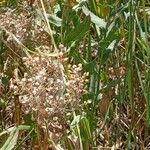 Lepidium draba Alkat (teljes növény)